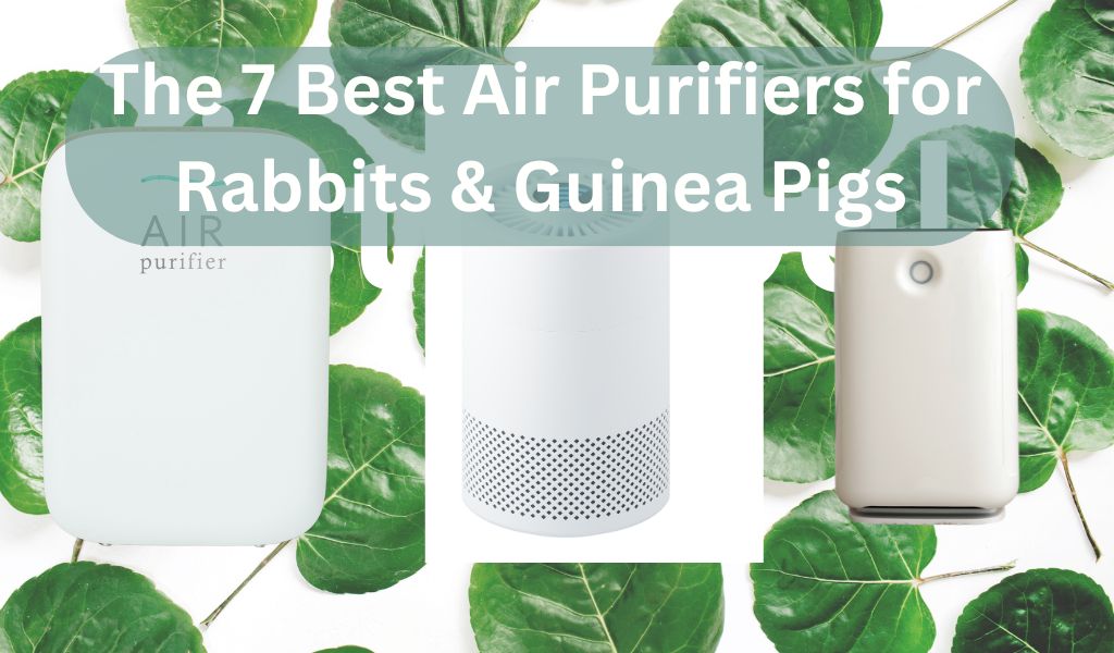 The 7 Best Air Purifiers for Rabbits & Guinea Pigs (2026 Reviews)