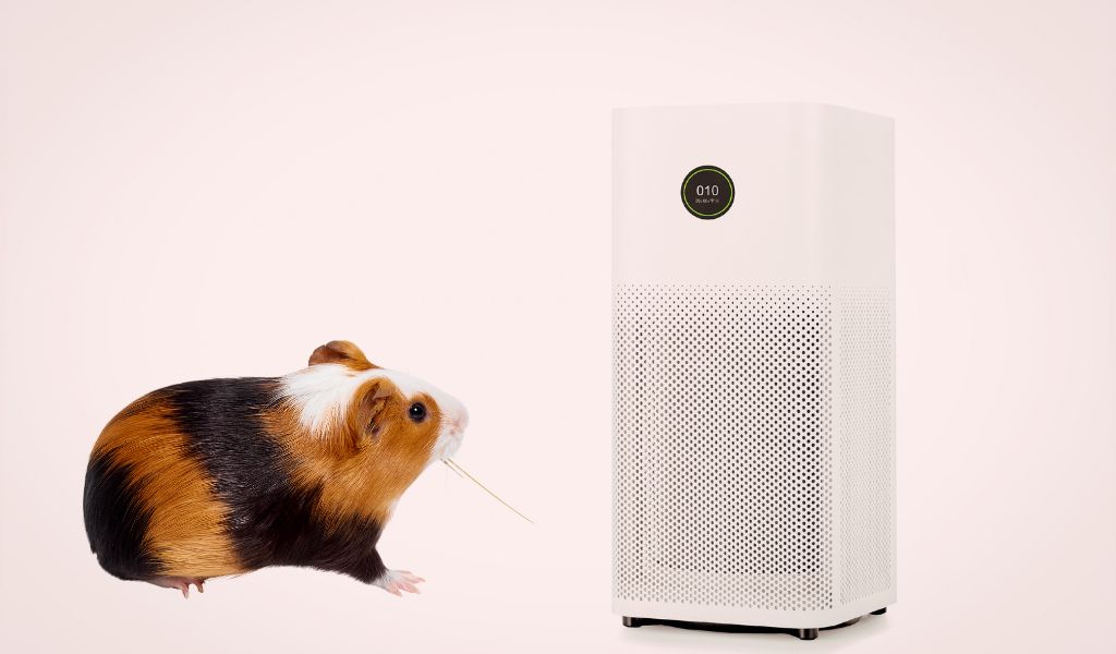 The 2026 Zero-Ozone Registry: Verified Safe Air Purifiers for Sentinel Species